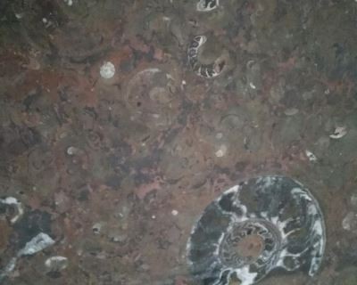 Fossil Brun marmorplatta